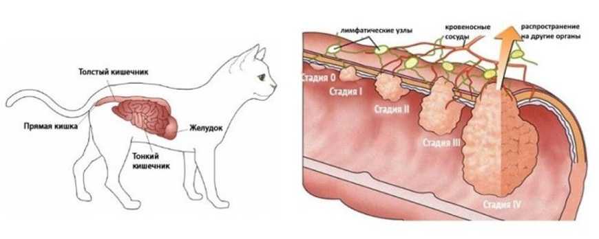 Пневмония у кошек