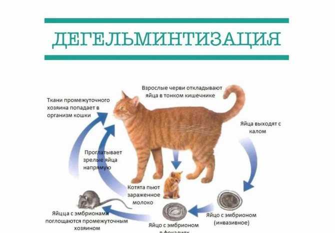 Болезни кошек: симптомы и лечение основных заболеваний | нпк "скифф"