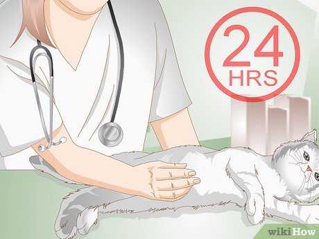 Атрезия ануса у котенка - симптомы, диагностика, лечение