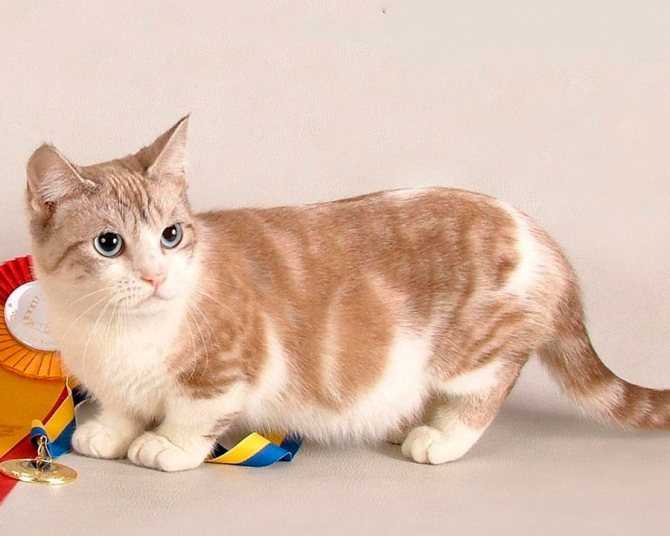 Манчкин кошка с короткими лапами фото, описание породы, цена котят, отзывы