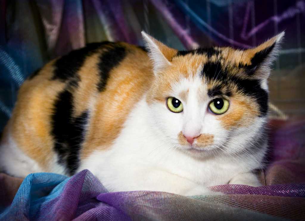 Окрасы кошек (43 фото): дымчатые коты и котята окрасов колор-пойнт, черепаший окрас и другие необычные цвета шерсти разных пород
