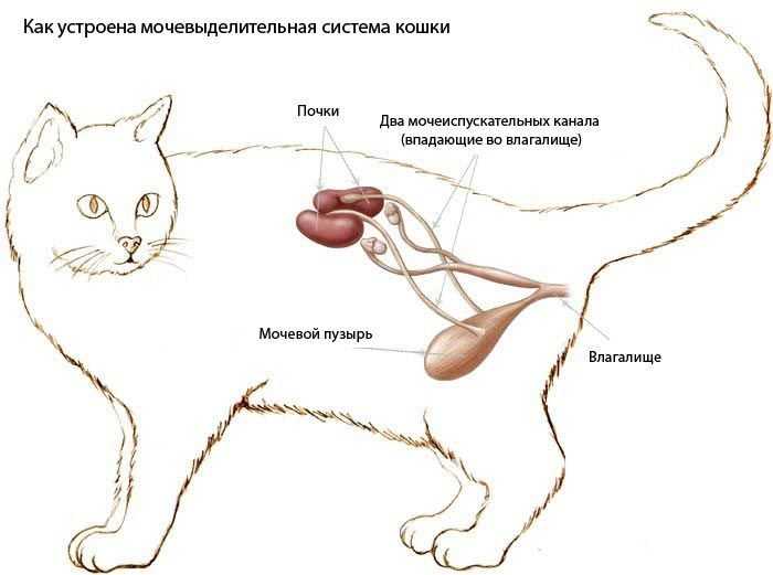 Мочекаменная болезнь у котов: причины, симптомы, диагностика, лечение