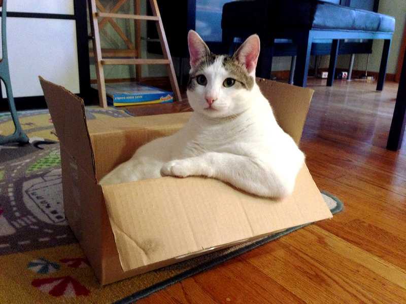 Почему кошки любят коробки и пакеты?