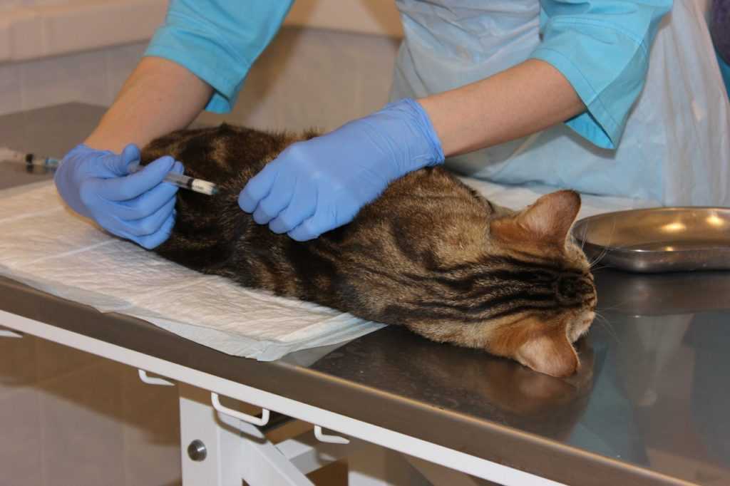 Кастрировать ли кота - доводы за и против кастрации, вред и польза от процедуры