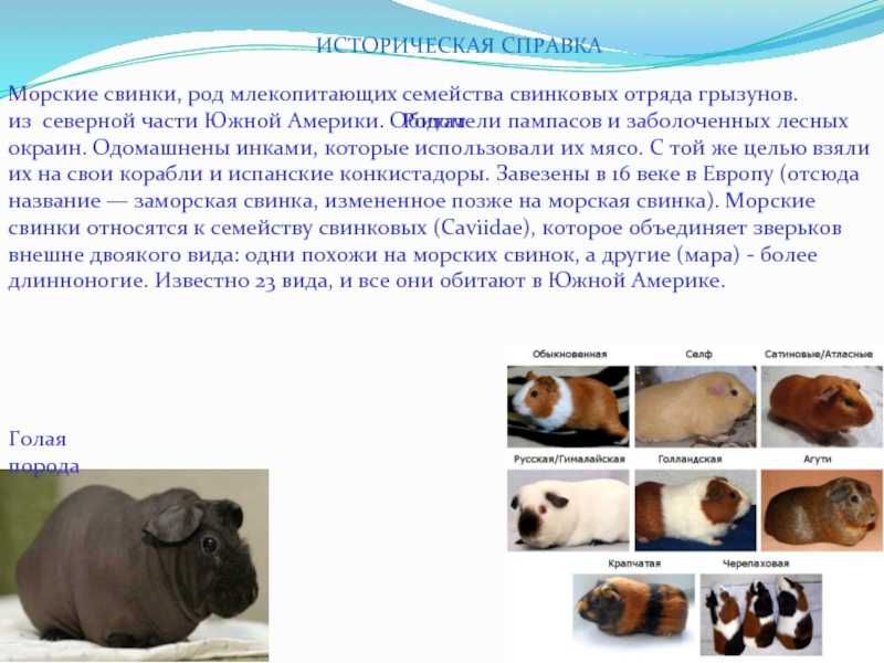 Содержание морских свинок — уход, кормление и лечение
