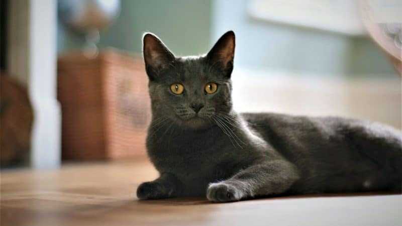 Корат кошки: описание породы