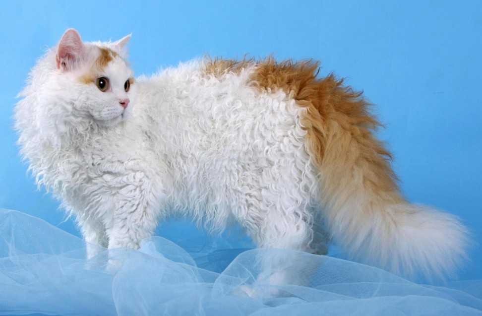 Кошка лаперм: описание породы, фото, отзывы