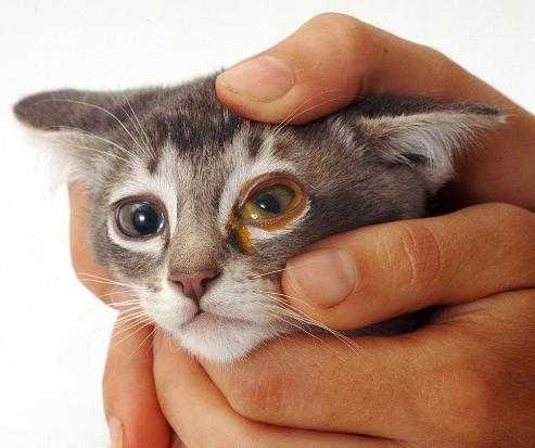 Чем и как промыть глаза котенку или кошке