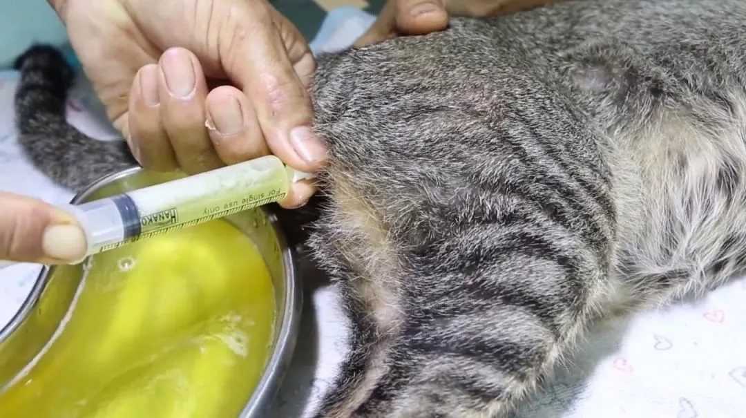 Лечение мочекаменной болезни у кошек