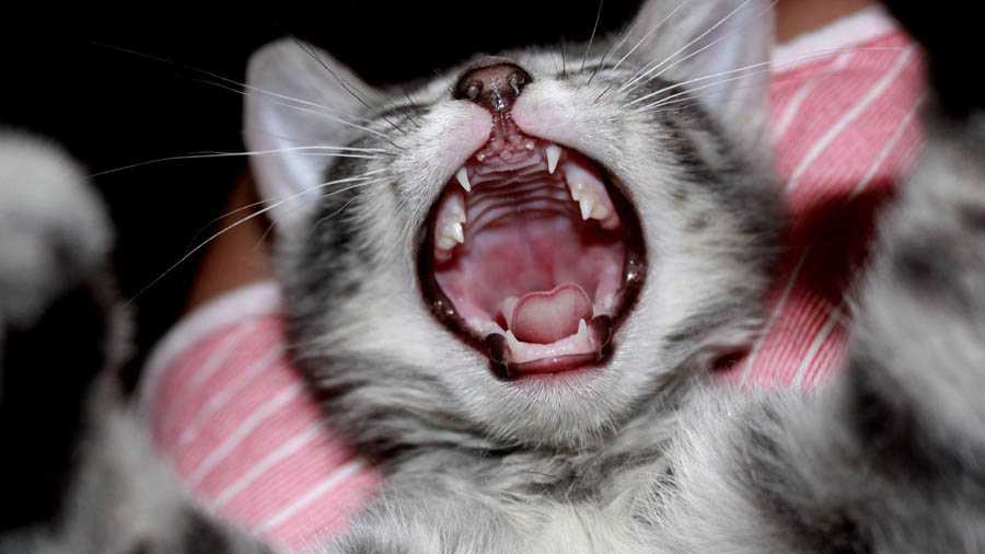 Молочные зубы у кошек - «айболит плюс» - сеть ветеринарных клиник