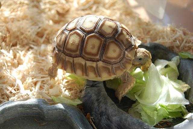 Красноухая черепаха | мир животных и растений