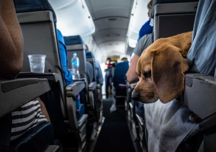 Животные в самолете: перевозка в салоне и багаже, правила 2021 по россии и за границу