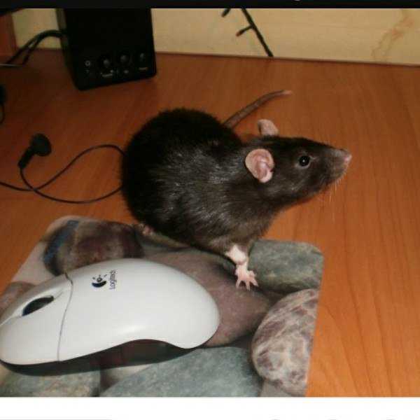 Крыса сбежала из клетки: как найти и поймать домашнего грызуна