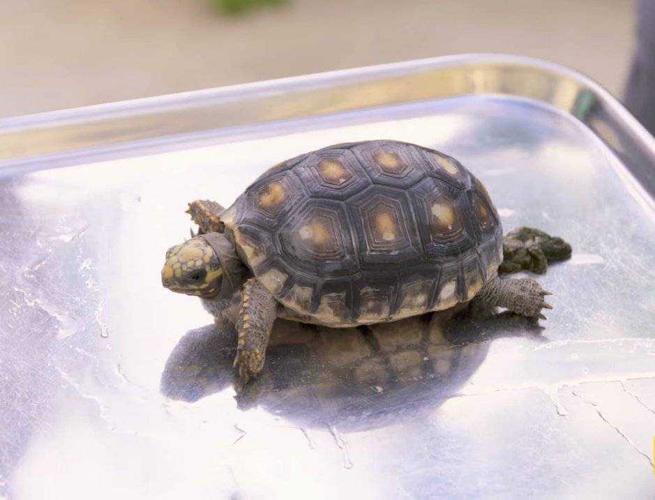 Аквариум для красноухой черепахи своими руками