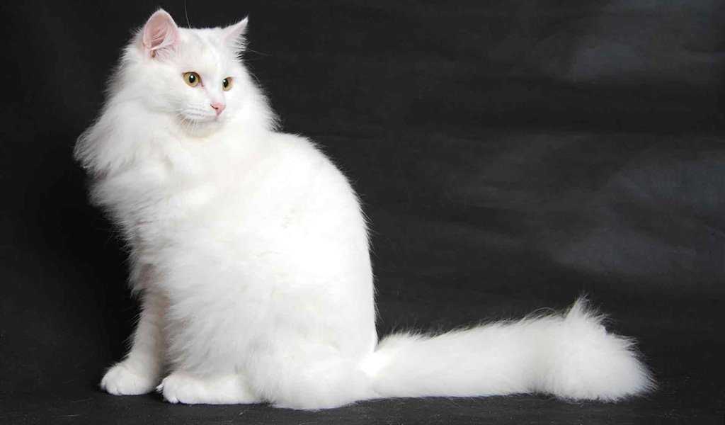 Турецкая ангора кошка домашняя