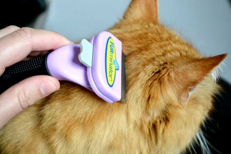 Фурминатор для кошек и котов: что это, как выбрать | фото и видео