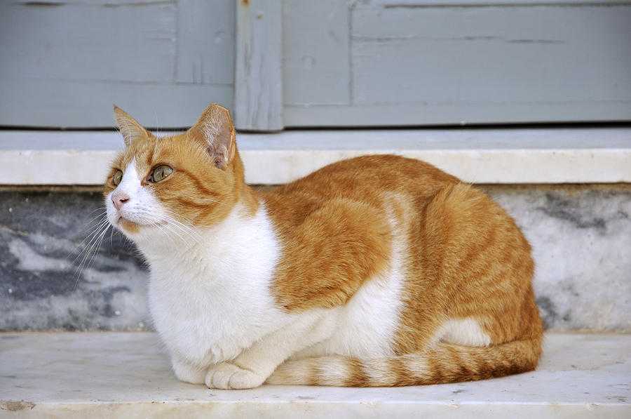 Эгейская кошка: фото, описание, особенности ухода