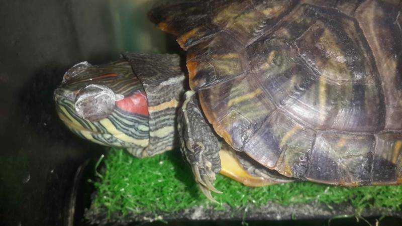 Ложатся ли в спячку домашние черепахи. как и сколько спят красноухие черепахи? что необходимо для того, чтобы черепаха впала в спячку