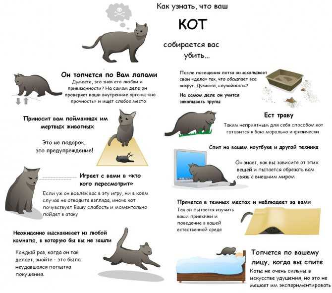 Как понять кошачий язык — ikirov.ru - новости кирова и кировской области