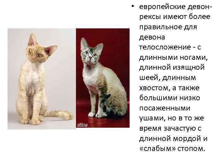 Уральский рекс: особенности внешности и характера кошки, правила ухода и содержания, 50 фото