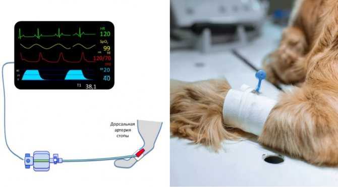 Системная артериальная гипертензия у собак. гипертония. синдром повышенного кровяного давления 	 	vetconsultplus 	информационный портал 	терапия