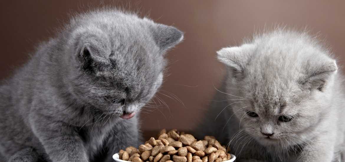 Чем кормить британскую кошку – правильный рацион, рекомендации