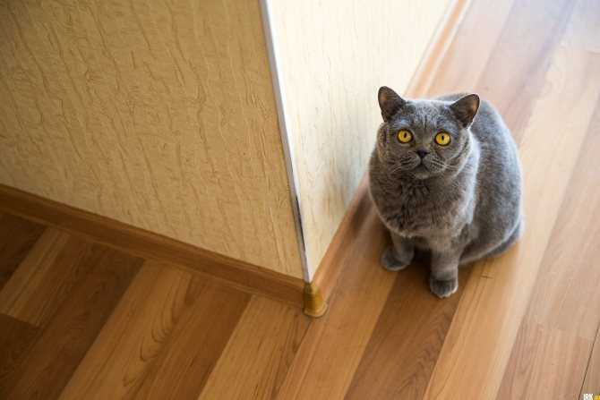 Как отучить кота метить территорию в доме народными средствами