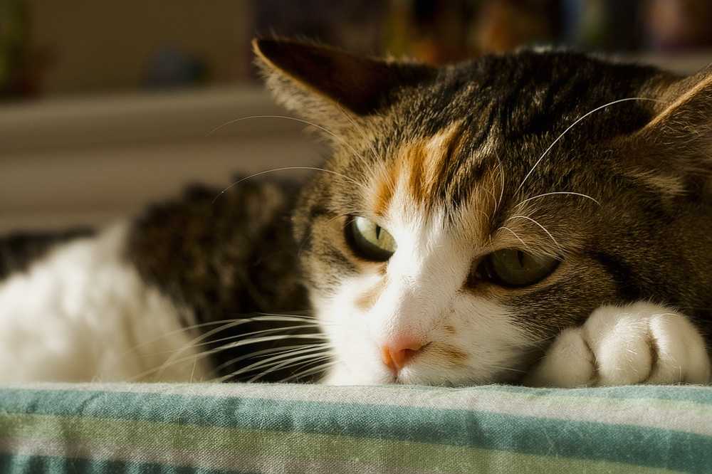 Гепатит кошек - симптомы, причины и лечение гепатита у кошек в москве. ветеринарная клиника "зоостатус"