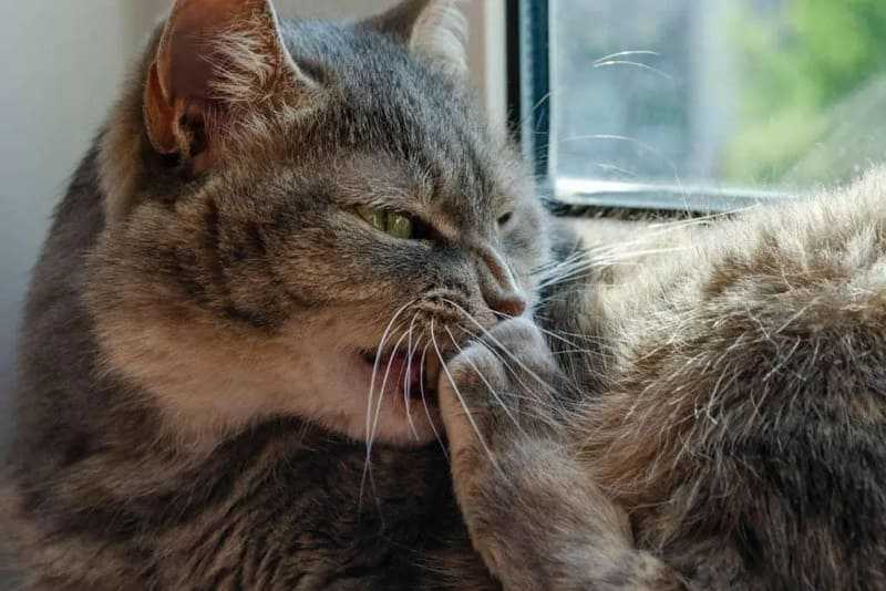 Почему кот грызет резиновые тапочки