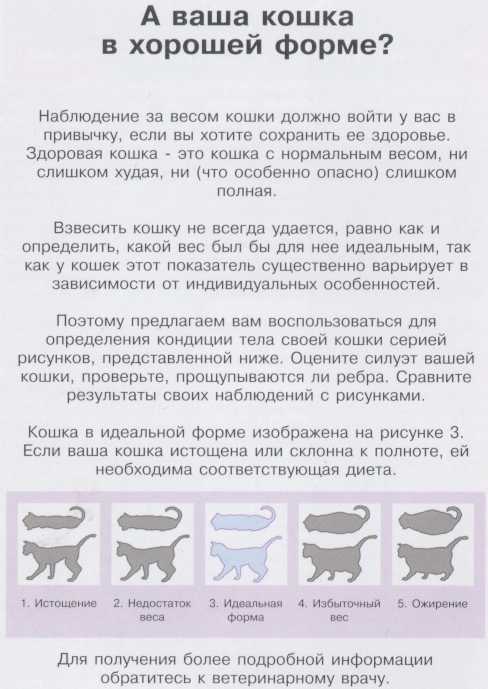 Гипотермия (пониженная температура тела) у кошек