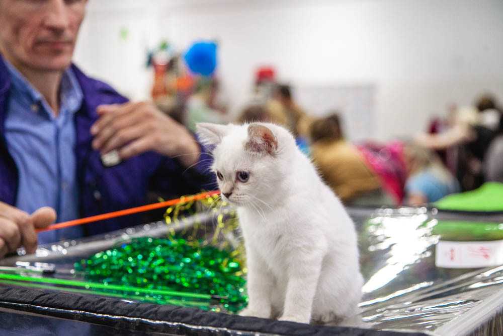 ᐉ подготовка кошки к выставке - ➡ motildazoo.ru