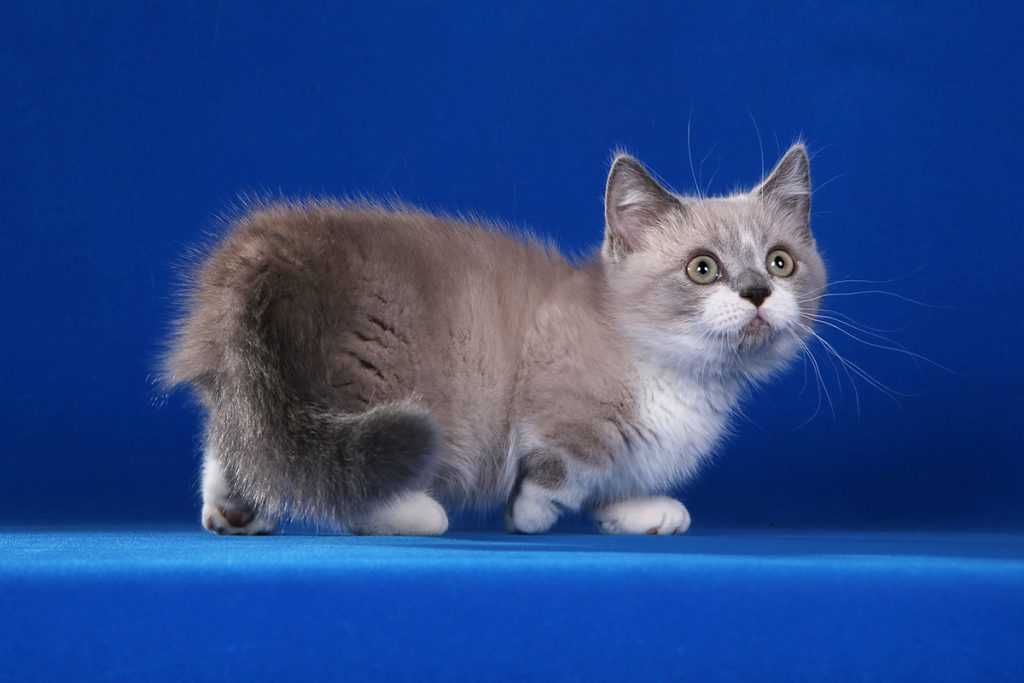 Кошки породы наполеон: описание и особенности ухода