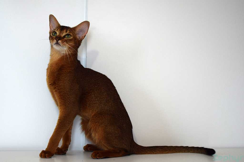 Абиссинская кошка: характеристика породы