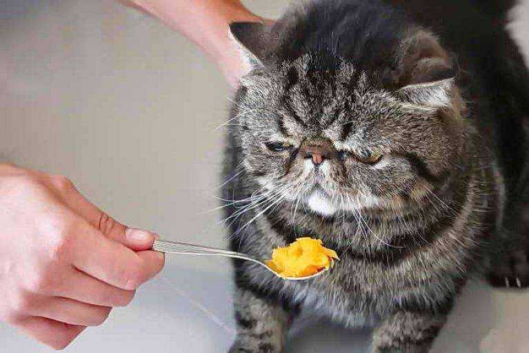 Атрезия ануса у котенка - симптомы, диагностика, лечение