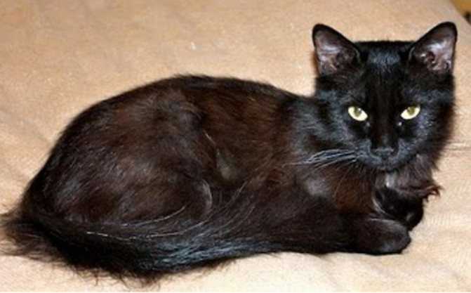 Йоркская шоколадная кошка: история породы, внешность, содержание, выбор