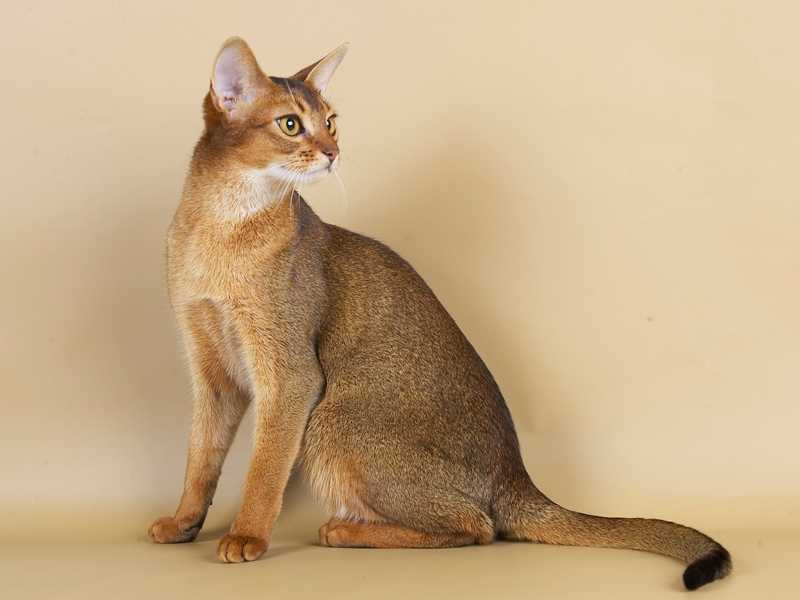 Абиссинская кошка: изящный и умный компаньон
