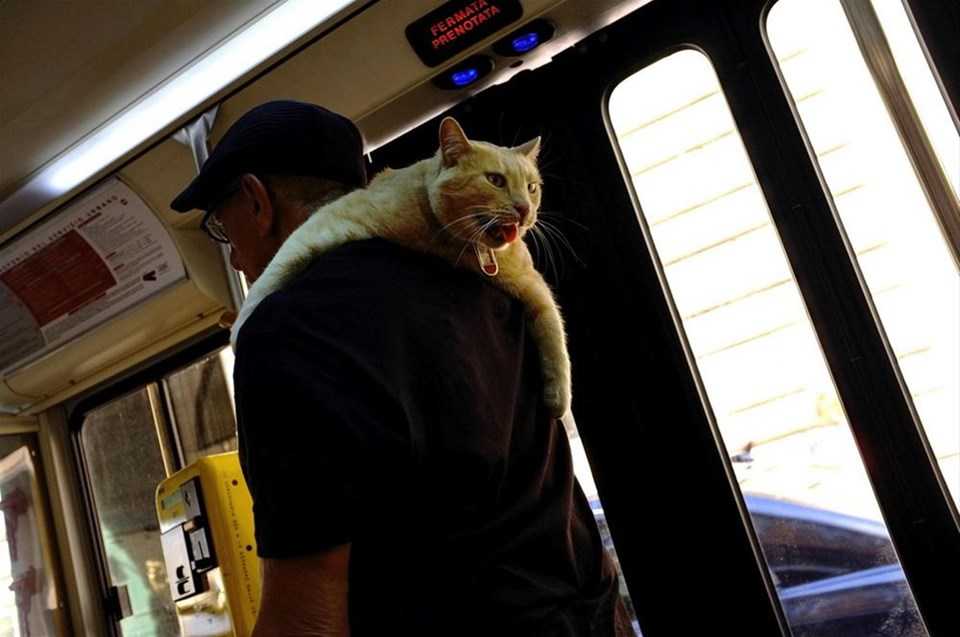 Как перевозить кота в общественном транспорте? | блог ветклиники "беланта"