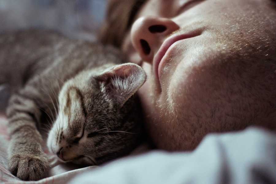 Почему кошка стала спать между ног — приметы и реальные причины