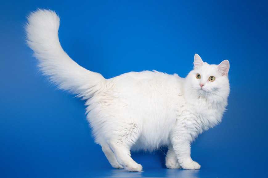 Белая кошка с голубыми глазами: обзор пород