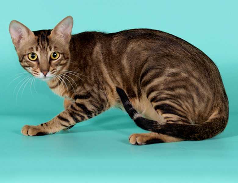 Сококе: фото, цена котенка, описание породы и характера, уход