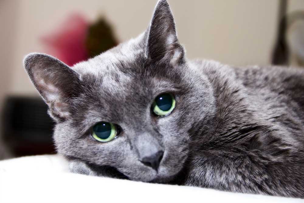 Порода кошки корат: характеристики, фото, характер, правила ухода и содержания - petstory