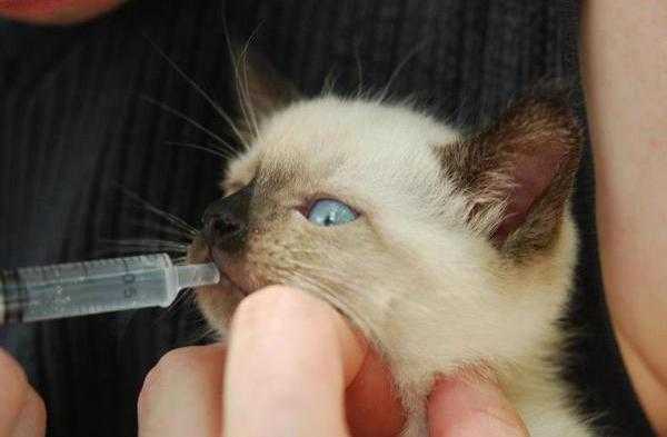 Болезни дыхательной системы кошек