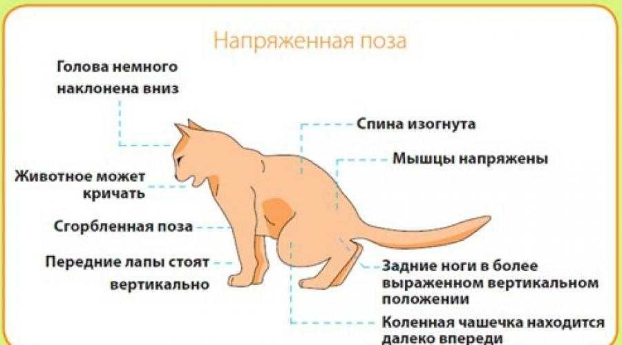 Артроз у кошек. лечение артроза у кошек. причины, симптомы, диагностика