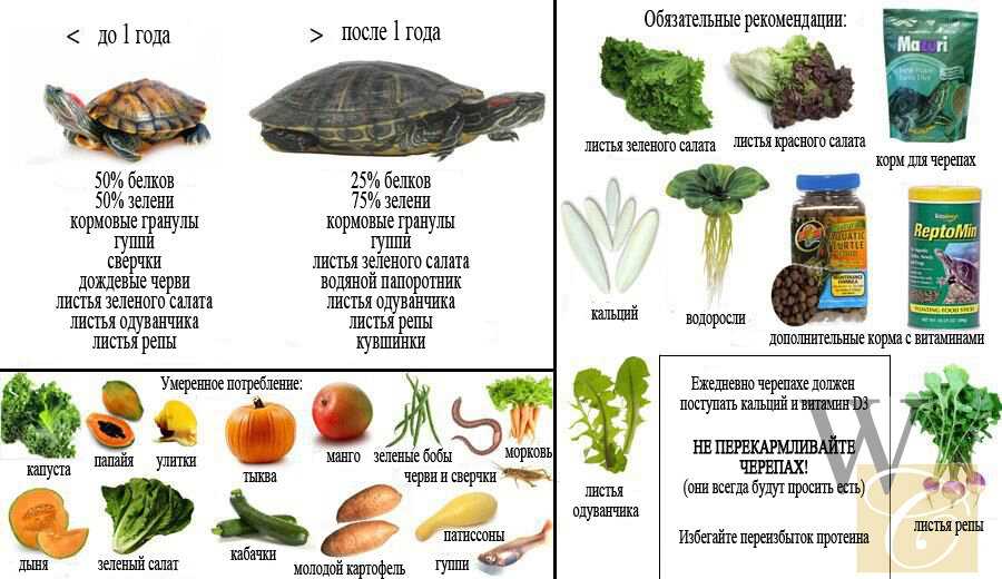 Особенности кормления черепах сухопутных и красноухих в зимний период: изменение рациона питания и частоты кормления. Список запрещенных продуктов.