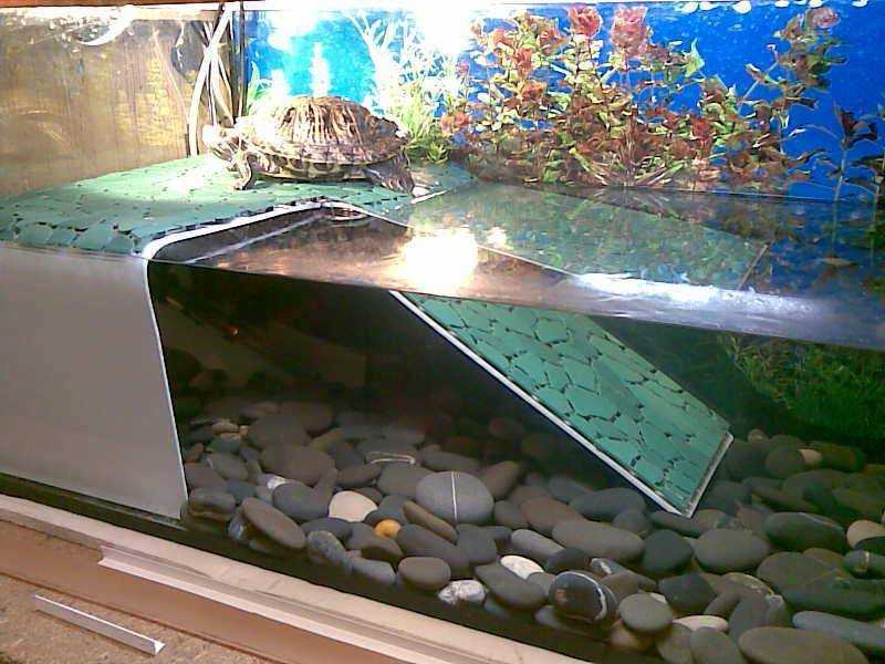 Вода для красноухих черепах в домашних условиях из под крана. красноухая черепаха в домашних условиях уход за питомцем