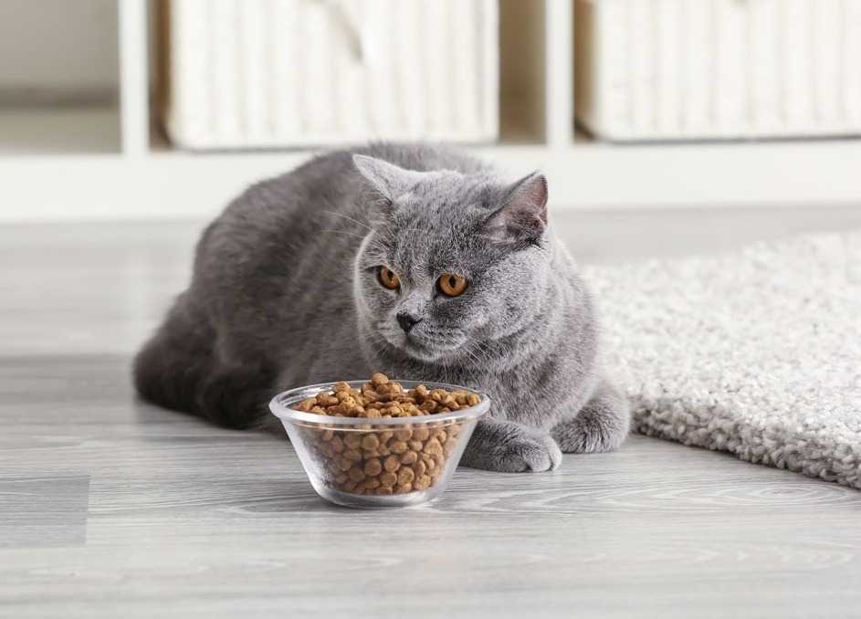 Как правильно кормить кошку влажным кормом?