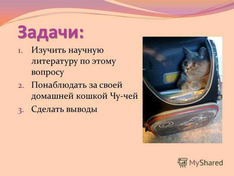 Что делать если у кошки сухой нос - wlcat.ru