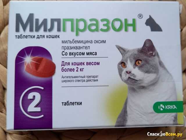 Лучшие глистогонные препараты для кошек | цена, перед прививкой, отзывы