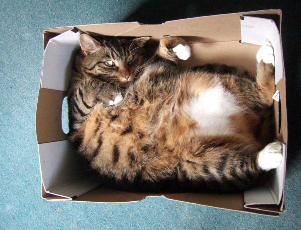 Почему кошки любят пакеты