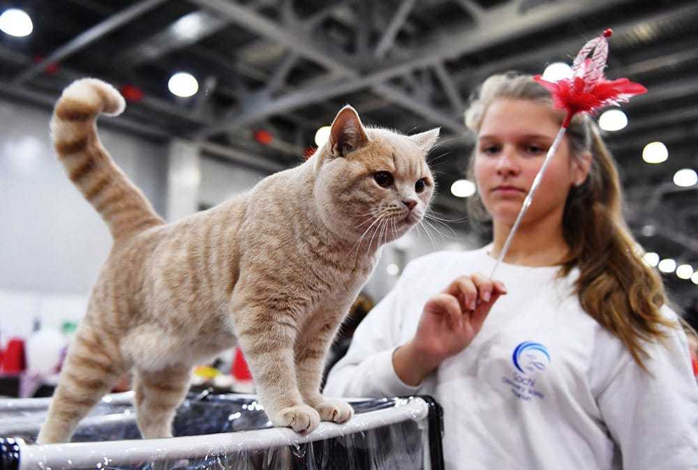Свой бизнес: как зарабатывают выставки кошек
